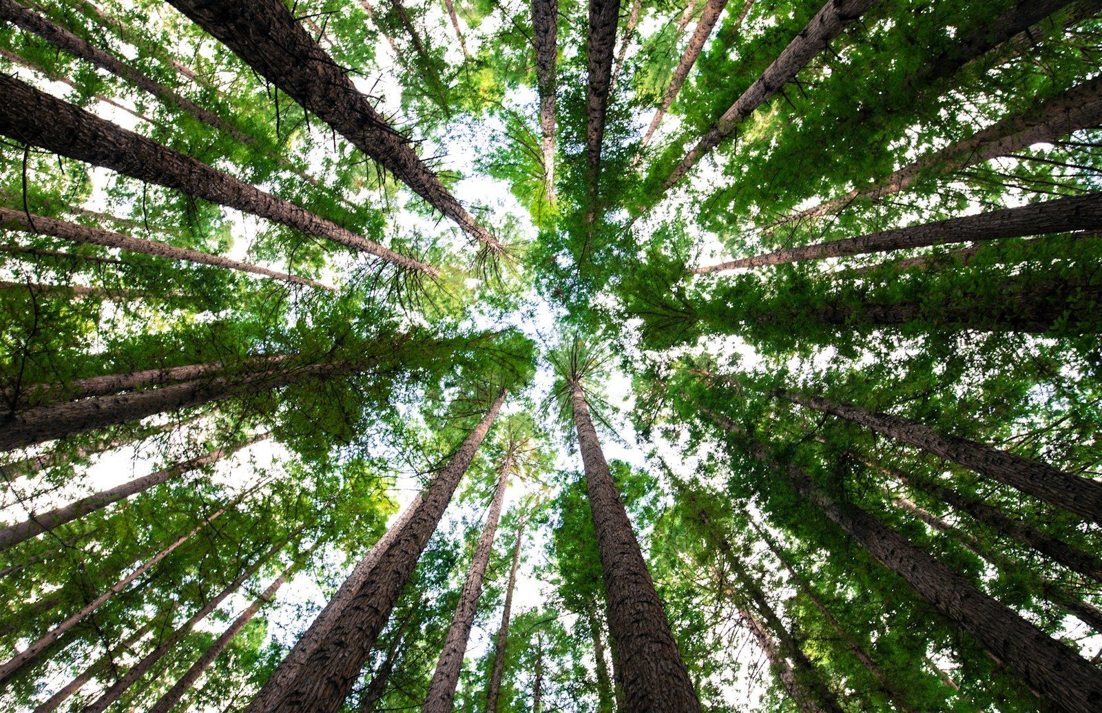 low angle photography of green trees